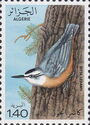 Algerian Nuthatch (Sitta ledanti)